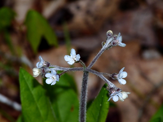 {Cynoglossum virginianum}